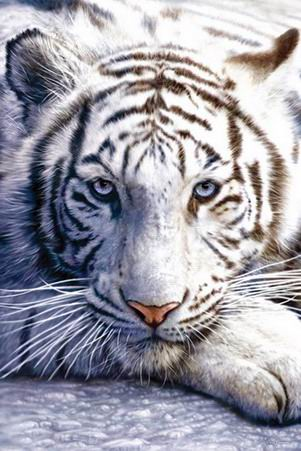 Белый Тигр – 2